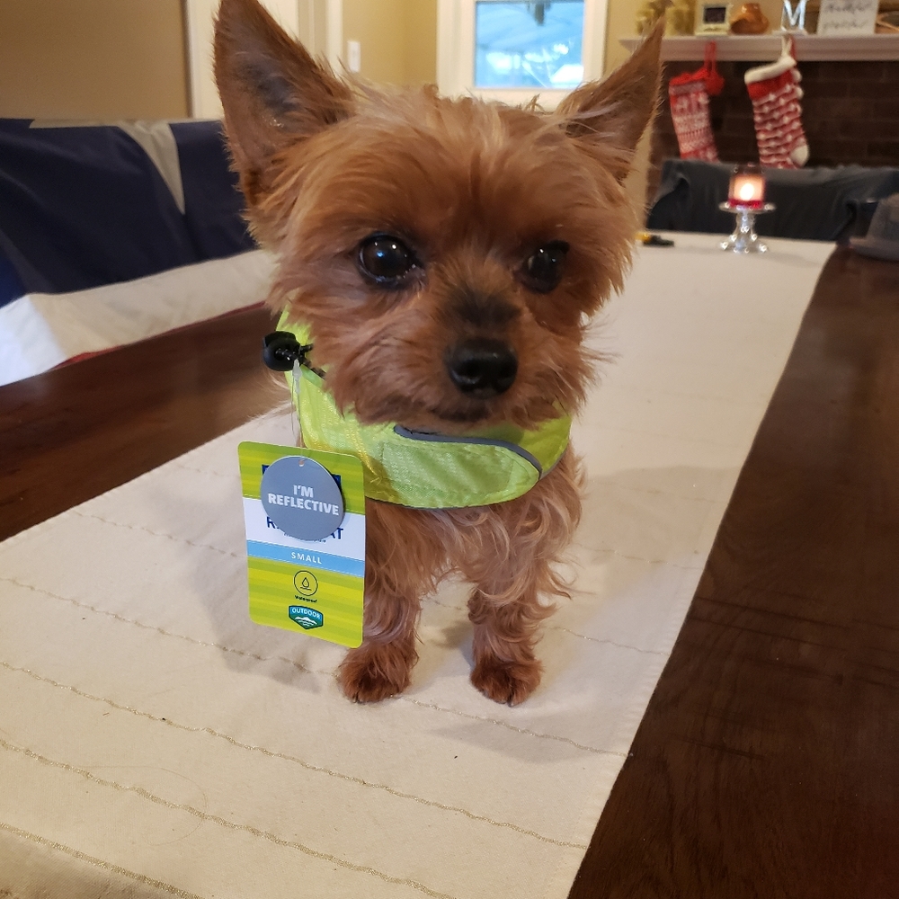 Reflective Dog Hooded Rain Jacket S - Picture 11 of 16